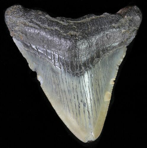 Juvenile Megalodon Tooth #61843